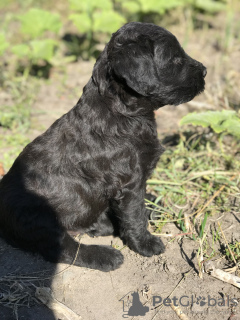 Photo №1. giant schnauzer - for sale in the city of Kharkov | 367$ | Announcement № 12819