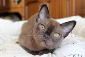 Photo №1. burmese cat - for sale in the city of Dzerzhinsk | Negotiated | Announcement № 1368