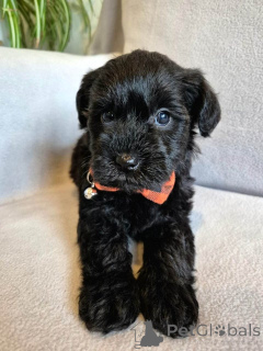 Photo №4. I will sell poodle (toy) in the city of Steyr. breeder - price - 826$