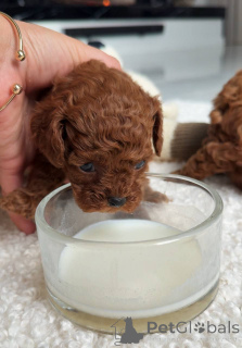 Photo №4. I will sell poodle (toy) in the city of Warsaw. breeder - price - negotiated