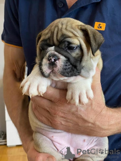 Additional photos: English bulldog