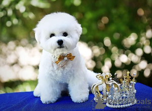 Photo №2 to announcement № 126405 for the sale of bichon frise - buy in Serbia breeder