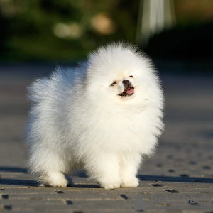 Photo №1. pomeranian - for sale in the city of Штутгарт | 380$ | Announcement № 130648