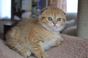 Additional photos: Scottish golden chinchilla kittens for sale, kittens born on