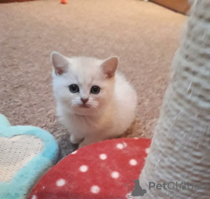 Photo №3. Vaccinated Snow white British shorthair kittens available now for sale. Germany