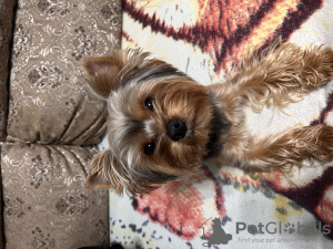 Photo №1. Mating service - breed: yorkshire terrier. Price - 80$