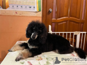 Photo №4. I will sell non-pedigree dogs in the city of Москва. from nursery - price - Is free