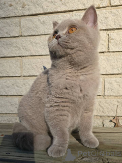 Photo №1. british shorthair - for sale in the city of Berlin | negotiated | Announcement № 167778