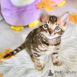 Photo №1. bengal cat - for sale in the city of Дублин | 264$ | Announcement № 124261