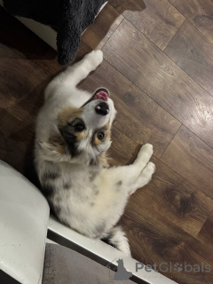 Photo №2 to announcement № 153959 for the sale of australian shepherd - buy in Belarus private announcement, from nursery, breeder