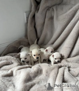 Photo №3. Chihuahua puppies for sale. 3 males and 1 female. Germany