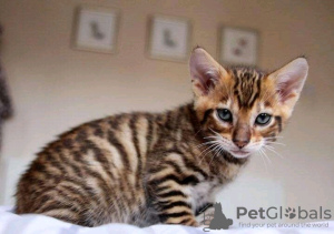 Photo №2 to announcement № 116956 for the sale of toyger - buy in Belgium 