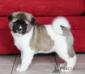 Photo №1. akita - for sale in the city of Helsinki | negotiated | Announcement № 138162
