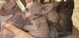 Photo №1. sphynx-katze - for sale in the city of Москва | 210$ | Announcement № 9630