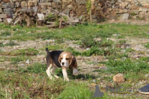 Photo №2 to announcement № 126886 for the sale of beagle - buy in Portugal 
