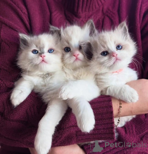 Photo №1. ragdoll - for sale in the city of Chania | negotiated | Announcement № 170587