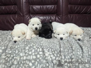 Photo №3. Stunning Husky-Akita puppies ready for new homes now!. United States