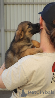 Photo №4. I will sell non-pedigree dogs in the city of Moscow river. private announcement - price - Is free