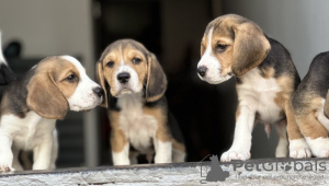 Additional photos: Beagle puppies