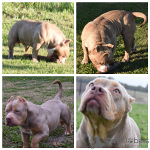 Photo №1. american bully - for sale in the city of Москва | negotiated | Announcement № 19309