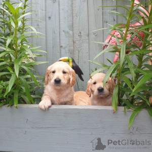 Photo №1. golden retriever - for sale in the city of Berlin | Is free | Announcement № 115951