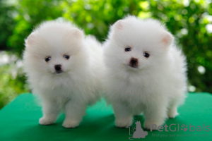 Photo №2 to announcement № 88501 for the sale of pomeranian - buy in Germany private announcement