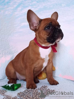 Photo №1. french bulldog - for sale in the city of Zaporizhia | 725$ | Announcement № 9182