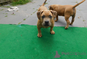 Photo №1. american bulldog - for sale in the city of Deerlijk | 877$ | Announcement № 172626