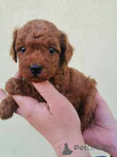 Photo №2 to announcement № 138545 for the sale of poodle (toy) - buy in Serbia 