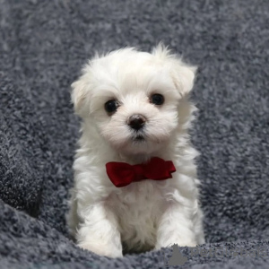 Photo №1. maltese dog - for sale in the city of Rennes | negotiated | Announcement № 171674
