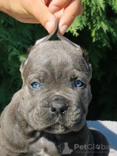 Photo №3. CANE CORSO puppies. Serbia