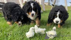 Photo №1. bernese mountain dog - for sale in the city of Gheent | 1031$ | Announcement № 167112