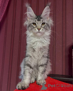 Photo №1. maine coon - for sale in the city of Aston | 2581$ | Announcement № 159942