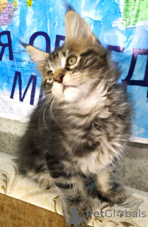 Photo №4. I will sell maine coon in the city of Tyumen. private announcement, from nursery, breeder - price - 1217$