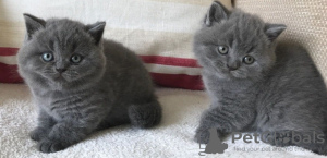 Photo №1. british shorthair - for sale in the city of Helsinki | negotiated | Announcement № 88035