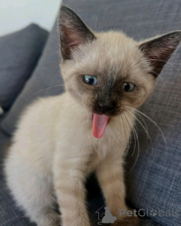 Photo №1. siamese cat - for sale in the city of VLAARDINGEN | negotiated | Announcement № 170649