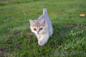 Photo №1. british shorthair - for sale in the city of Dubna | 320$ | Announcement № 7878
