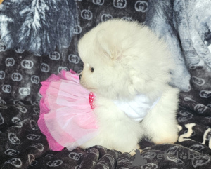 Photo №2 to announcement № 119364 for the sale of pomeranian - buy in Finland private announcement