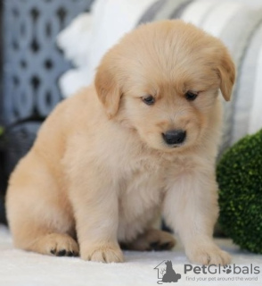Photo №1. golden retriever - for sale in the city of Антверпен | 634$ | Announcement № 88354