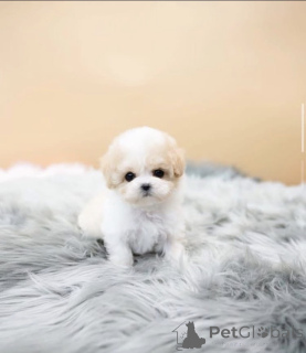 Photo №2 to announcement № 168226 for the sale of poodle (toy) - buy in United States breeder