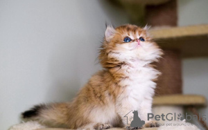 Photo №2 to announcement № 98203 for the sale of persian cat - buy in United States private announcement