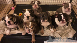 Photo №1. english bulldog - for sale in the city of Tegernsee | 475$ | Announcement № 65028