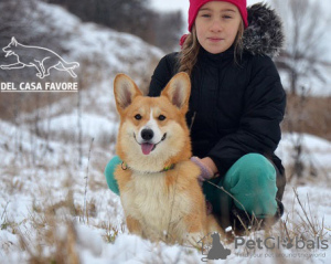 Photo №1. welsh corgi - for sale in the city of Kharkov | 1700$ | Announcement № 17872