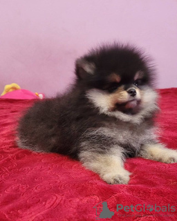 Photo №2 to announcement № 55793 for the sale of pomeranian - buy in Serbia breeder