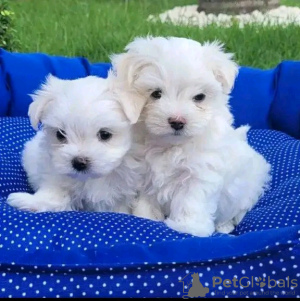 Photo №1. maltese dog - for sale in the city of Эурайоки | 370$ | Announcement № 65577