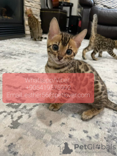 Photo №1. bengal cat - for sale in the city of Horgen | 370$ | Announcement № 11321