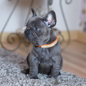 Photo №1. french bulldog - for sale in the city of Deutsch-Wagram | negotiated | Announcement № 168313