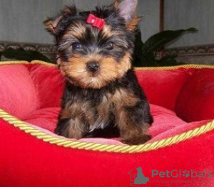 Photo №2 to announcement № 117537 for the sale of non-pedigree dogs - buy in Germany private announcement