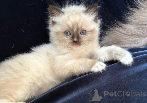 Photo №2 to announcement № 176226 for the sale of ragdoll - buy in United Kingdom private announcement