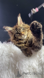 Photo №1. maine coon - for sale in the city of Kaluga | 609$ | Announcement № 143878